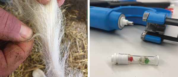 Genotyping Testing Options