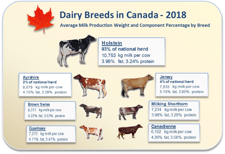 Holstein Gestation Chart