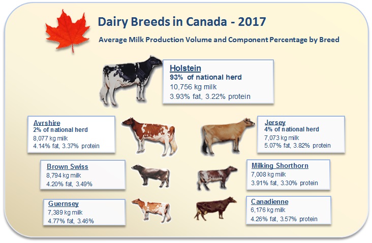 holstein canada about us the canadian dairy industry dairy cow facts