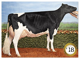 2018 -Boulet Goldwyn Chalou EX-96-3E-CAN 16* (0/80) 2018 - COTY