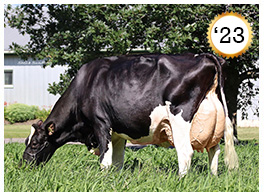 2023 - Mystique Extreme Abricot EX 94 4E CAN 6* 2023 - COTY