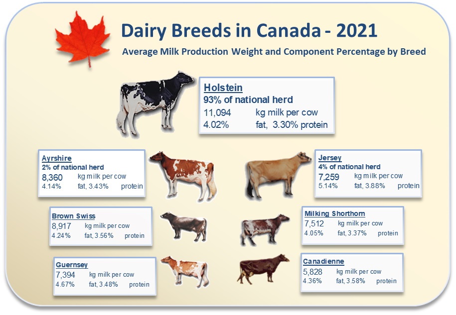 Breed Infographic