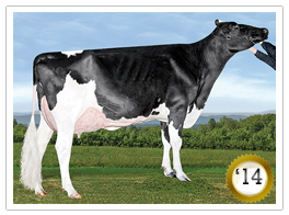 2014 - Belfast M Goldwyn Shelly EX-92-CAN 15* (0/76) 2014 - COTY