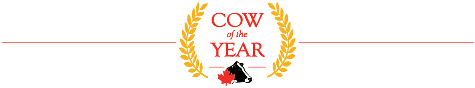 Cow of The Year Banner Cow of The Year Banner