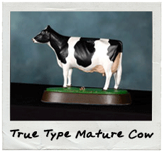 True Type Mature Cow
