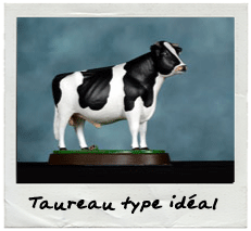 Taureau type idéal
