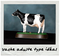 Vache adulte type idéal