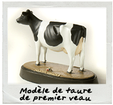 Modèle de taure de premier veau