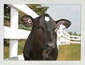 Holstein Canada sets new Record for Registrations