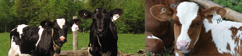 NLID Cow NLID Cow