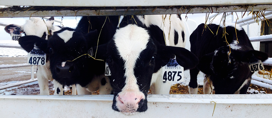 Holstein Canada Holstein Canada