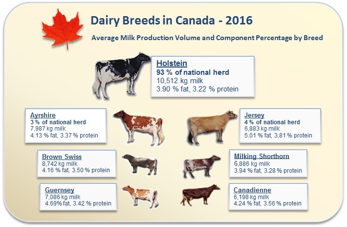 dairy cow facts